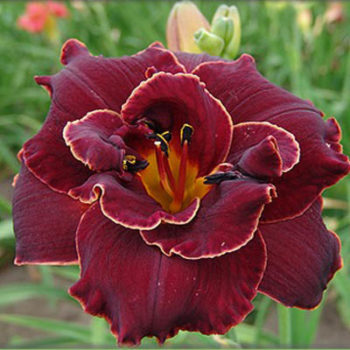 Hemerocallis_Night_Ember