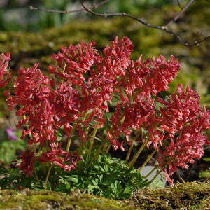 CorydalisSolidaGPBaker