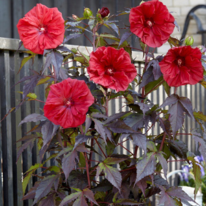 Hibiscus-Carousel-Red-Wine