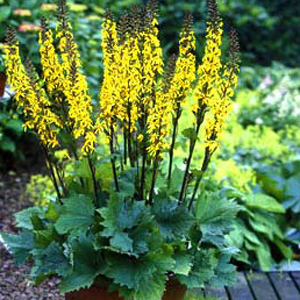 Ligularia stenocephala Little Rocket