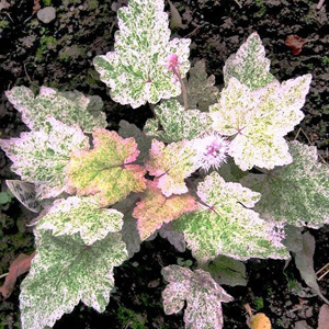 Tiarella wherryi Heronswood Mist