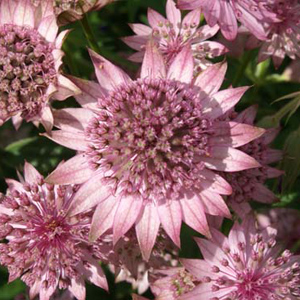 rosensifonie