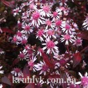 watermarked - Aster lateriflorus 'Lady in Black'