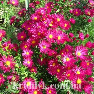 watermarked - Aster novi-belgii 'Crimson Brocade' watermarked - Aster novi-belgii 'Crimson Brocade'