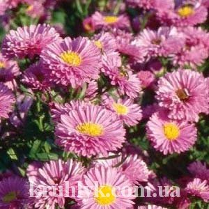 watermarked - Aster novi-belgii 'Sarah Ballard'