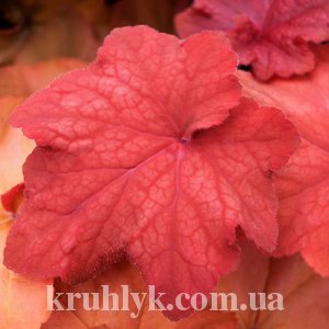 watermarked - Heuchera Orange Dream watermarked - Heuchera Orange Dream