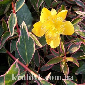 watermarked - Hypericum moserianum 'Tricolor'