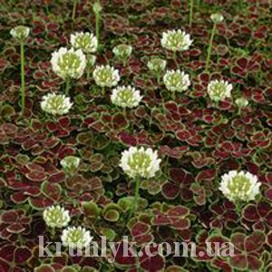watermarked - trifolium repens pentaphyllum