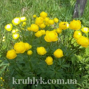 watermarked - купальница европейская