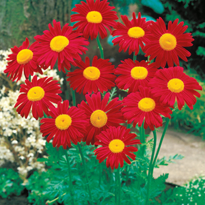 Pyrethrum tanacetum coccineum 'Robinson's Red'.