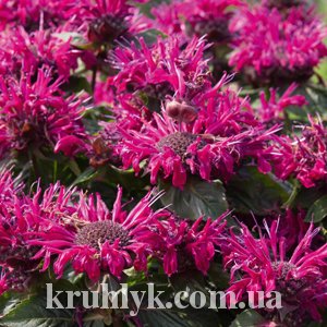 watermarked - Monarda didyma Melua Burgundy