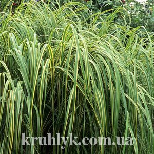 watermarked - Spartina pectinata 'Aureomarginata'