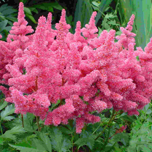 (Astilbe Arendsii Gloria Purpurea