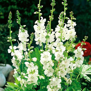 SIDALCEA Candida