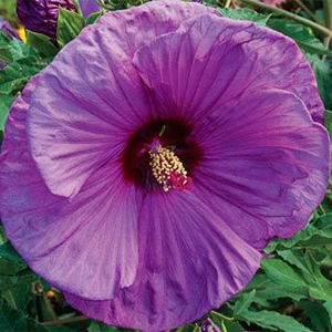 hibiscus berrylicious