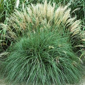 miscanthus sinensis Adagio