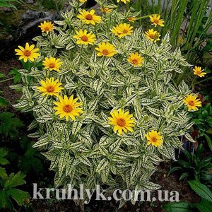 watermarked - Heliopsis helianthoides Loraint Sunshine