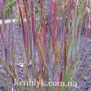 watermarked - Panicum-Virgatum-Cardinal 1