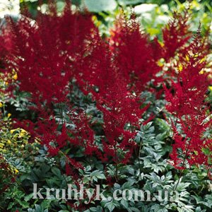 watermarked - astilbe arendsii Glut