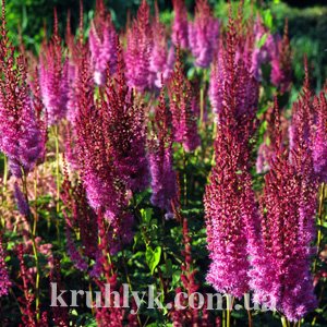 watermarked - chinensis ‘Purpurlanze’ 1