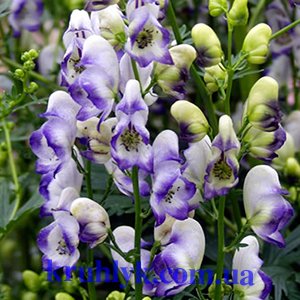watermarked - Аконит клобучковый Bicolor watermarked - Аконит клобучковый Bicolor