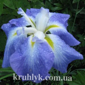 watermarked - Iris enstata Lady in waitinng 2