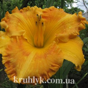 watermarked - IMG_8532
