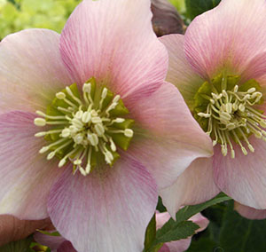 Helleborus Pretty Ellen Pink