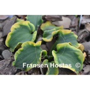 Hosta School-Mouse 1 Hosta School-Mouse 1