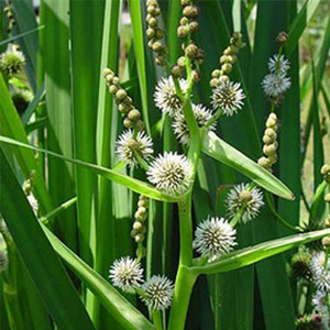 sparganium-erectum-1 sparganium-erectum-1