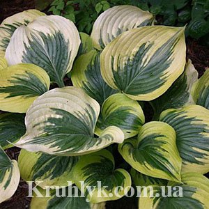 watermarked - Hosta Broadway