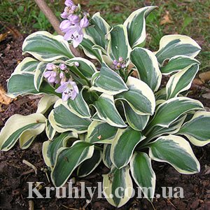 watermarked - Hosta Funny Mouse 1
