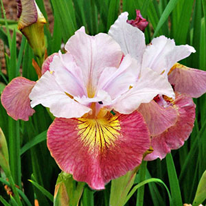 Iris Sibirica Sugar Rush