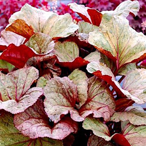 Ligularia Garden Confetti