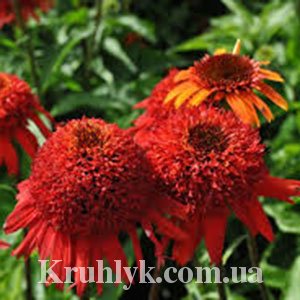 watermarked - Echinacea Sweet Chili®