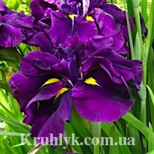 watermarked - Ensata Eileen's Dream 1