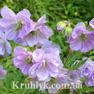 watermarked - Geranium_pratense_Cloud_Nine1 watermarked - Geranium_pratense_Cloud_Nine1