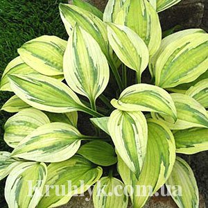 watermarked - Hosta Captain's Adventure 1