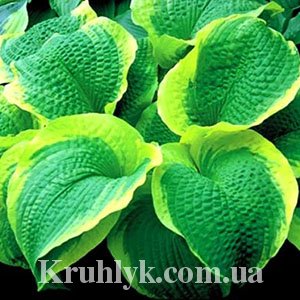 watermarked - Hosta Sunshine Glory watermarked - Hosta Sunshine Glory