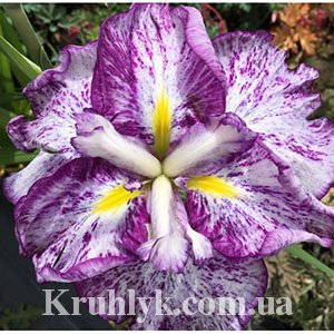 watermarked - Iris Ensata Harlequinesque