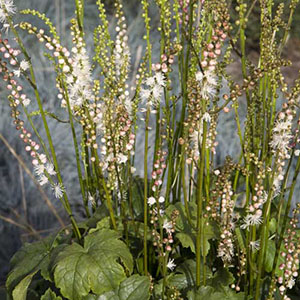 Actaea japonica Cheju-do Actaea japonica Cheju-do