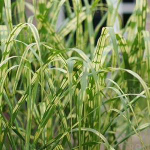 Miscanthus Aligator