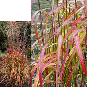Miscanthus_sinensis_Navajo