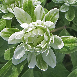 anemone-nem.-monstrosa Green-Dragon