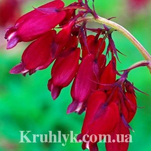 watermarked - Dicentra formosa 'Bacchanal'3