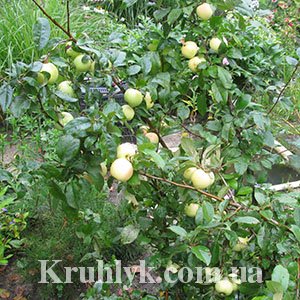 watermarked - IMG_8606