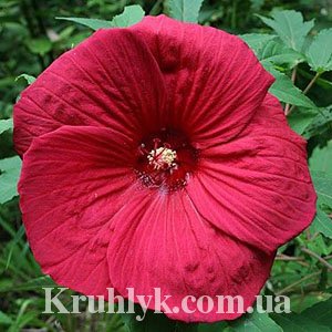 watermarked - Hibiscus moscheutos 'Fireball' 1
