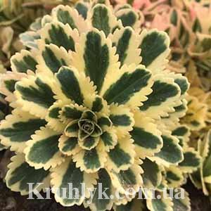 watermarked - Sedum takesimense 'Atlantis' 1