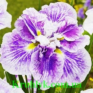 watermarked - Ирис Ensata Dinner Plate Cheese Cake