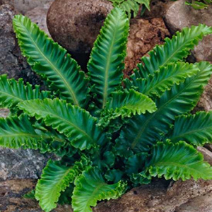 Asplenium scolopendrium Undulatum 2
